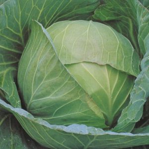 Copenhagen Cabbage
