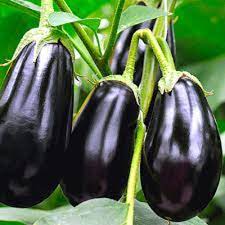 Degro Seed Eggplant