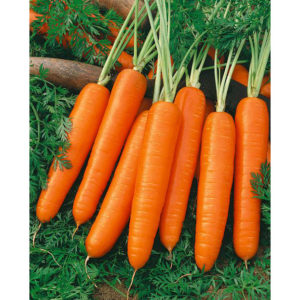 Nantes Carrots - East African Seeds